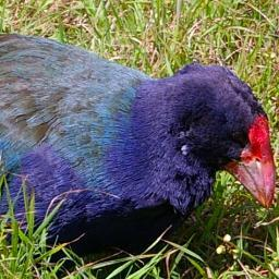 takahe